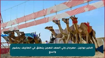 الأكبر جوائز.. مهرجان ولي العهد للهجن ينطلق في الطائف بحضور واسع